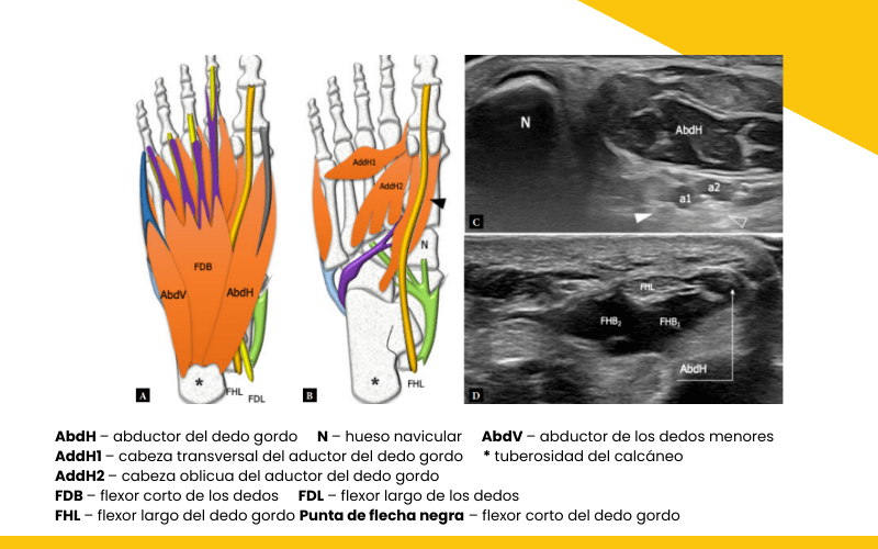 1. Musculatura intrinseca pie ecografia tempo formacion.png